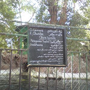 Patagonian sealion sign