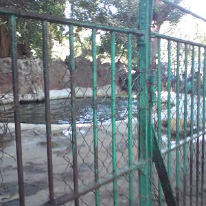 Patagonian sealion pools