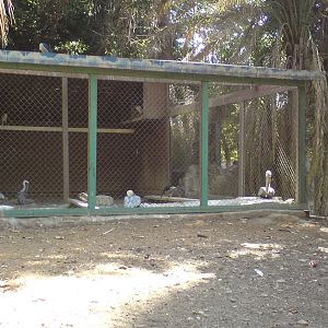 Brown pelicans and night herons