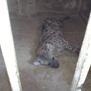 Spotted hyena