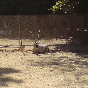 Gemsbok
