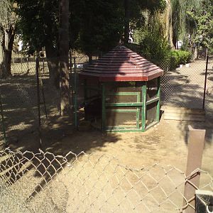 Cassowary enclosure