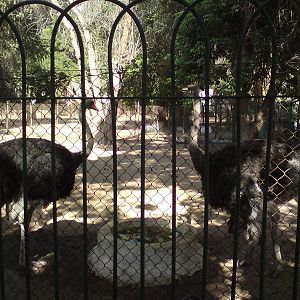 Ostriches