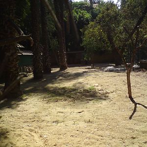 Giant tortoise enclosure