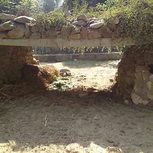 Giant tortoise enclosure