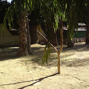 Giant tortoise enclosure