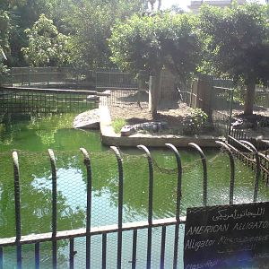 American alligator pools