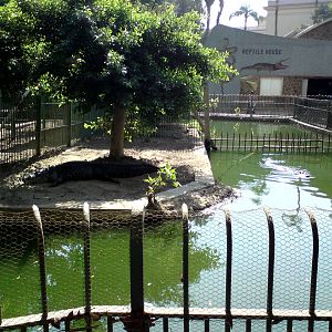 American alligator pools