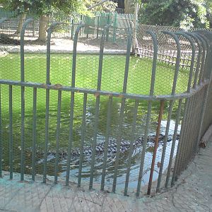 American alligator pools