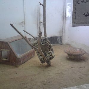 Typical snake enclosure in the reptile house
