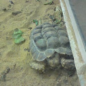 A very bad case of pyramiding