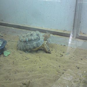 A very bad case of pyramiding