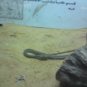 African beauty snake