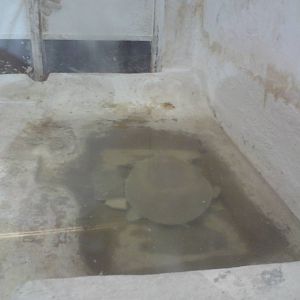 Nile soft-shelled turtle