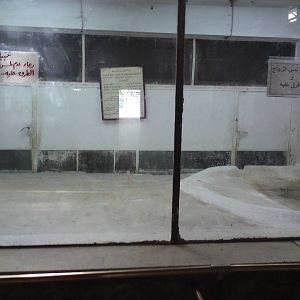 Nile soft-shelled turtle enclosure