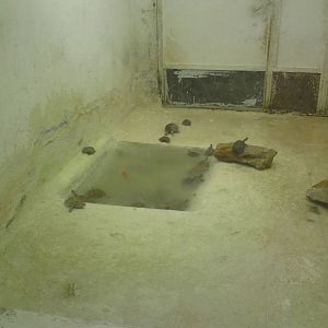 Moorish pond turtles