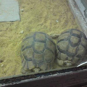 Egyptian tortoises