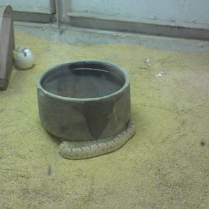 Clifford's diadem (royal) snake