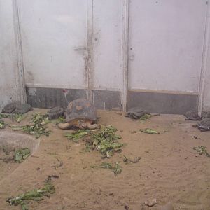 Spur-thighed and radiated tortoises