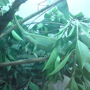 Mediterranean chameleons