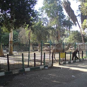 Camel paddock