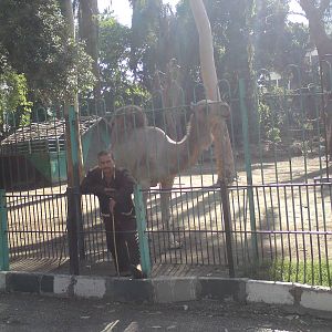 Camel with keeper