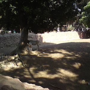 Scimitar-horned oryxes