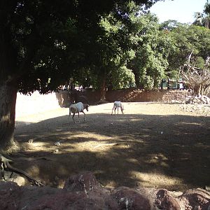 Scimitar-horned oryxes
