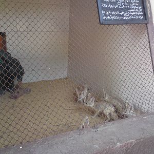 Fennec foxes - cleaning time