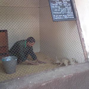 Fennec foxes - cleaning time