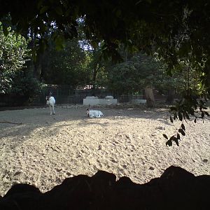 Addax enclosure