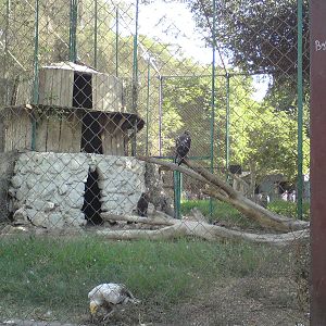 Mixed bird of prey aviary