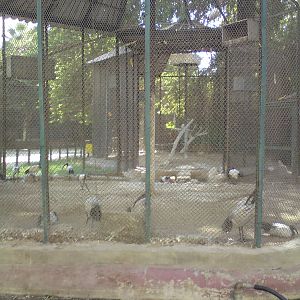 Sacred ibis aviary