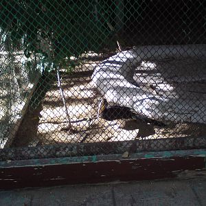 Malayan black hornbill