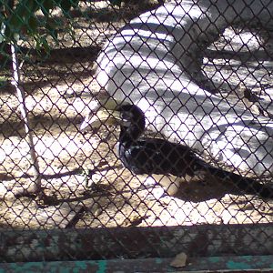 Malayan black hornbill