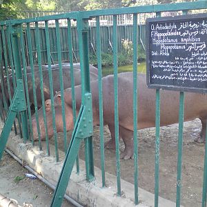Hippos