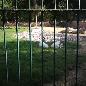 Scimitar-horned oryx