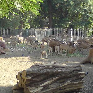 Barbary sheep