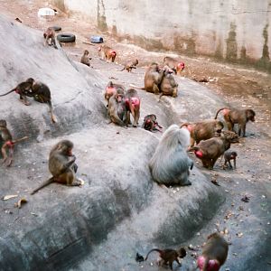 Tierpark Hagenbeck 1991 - Baboon group