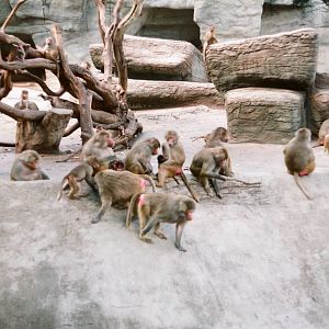 Tierpark Hagenbeck 1991 - Baboon group