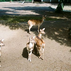 Tierpark Hagenbeck 1991 - Deer enclosure