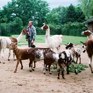 Tierpark Hagenbeck 1991 - Llama and goat enclosure