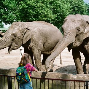 Tierpark Hagenbeck 1991 - Elephant feeding