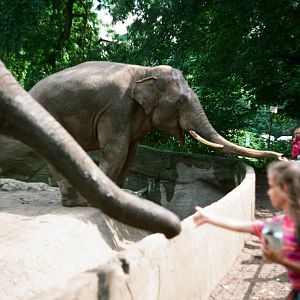 Tierpark Hagenbeck 1991 - Visitors feeding elephants
