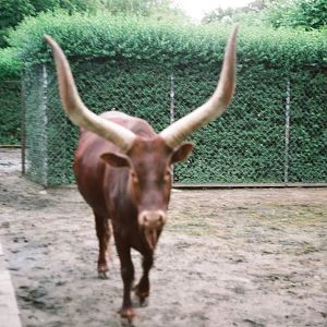 Tierpark Hagenbeck 1991 - Ankole Cattle