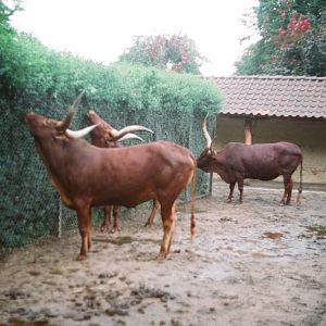 Tierpark Hagenbeck 1991 - Ankole Cattle
