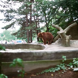 Tierpark Hagenbeck 1991 - Kodiak Bear in the old exhibit