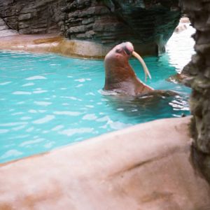 Tierpark Hagenbeck 1991 - Antje the wonderful walrus