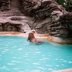 Tierpark Hagenbeck 1991 - Antje the wonderful walrus