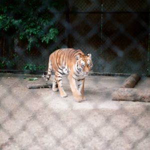 Tierpark Hagenbeck 1991 - Siberian Tiger in a side-exhibit